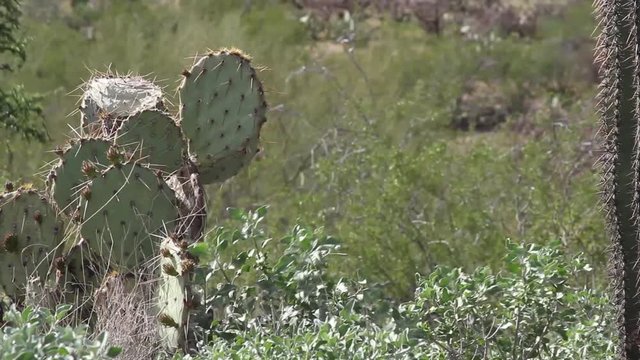 Prickly pear cactus