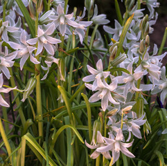 Blue african lily with the scientific name: Agapanthus africanus, a species of the genus Agapanthus (Lily of the Nile) in the family Amaryllidaceae.