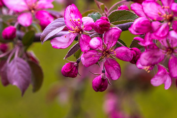 Fototapeta premium purple apple blossoms close up on a blurred background; flowering apple branches in the garden