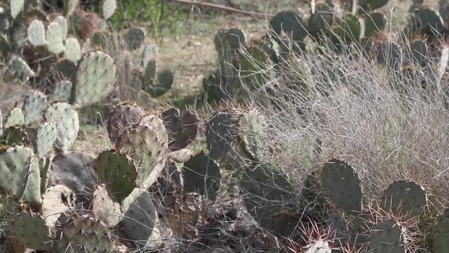 Prickly pear cactus