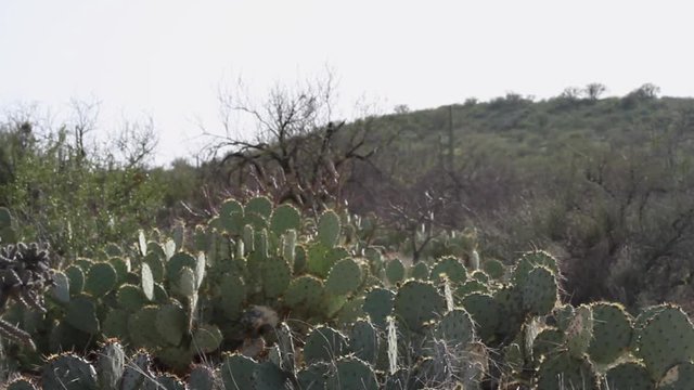 Prickly pear cactus