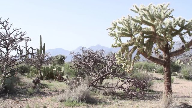 Prickly pear cactus and cholla