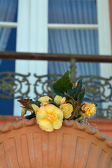 blumendekoration am schloss worms-herrnsheim