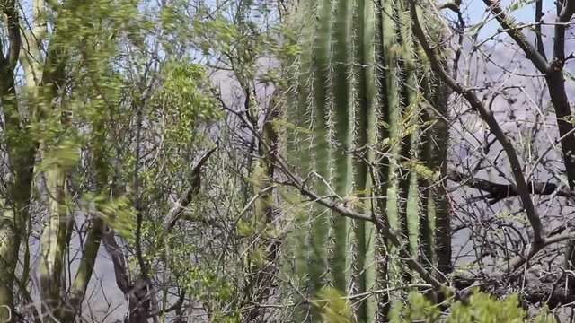 Saguaro cactus in the desrt