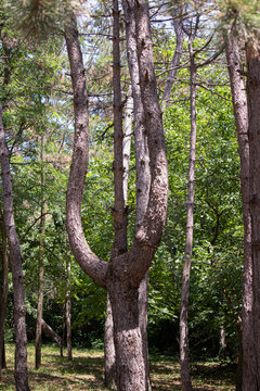 Pine in the forest in the shape of the letter epsilon