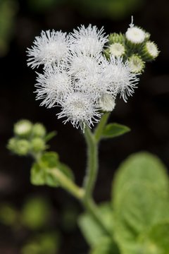 Flossflower (Ageratum houstonianum), Baden-Wurttemberg, Germany, Europe