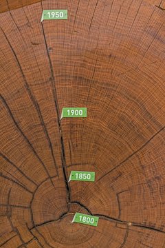 Cross section of bicentennial oak (Quercus sp.) trunk with annual rings from 1800, Muhlacker, Baden-Wurttemberg, Germany, Europe