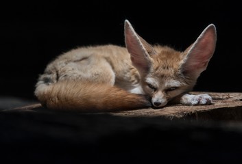 Fennec fox or fennec (Vulpes Zerda), captive, Baden-W¸rttemberg, Germany, Europe