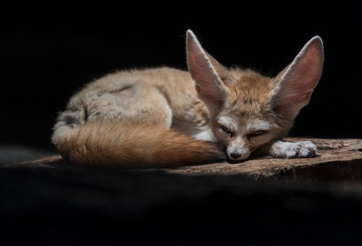 Fennec fox or fennec (Vulpes Zerda), captive, Baden-W&cedil;rttemberg, Germany, Europe