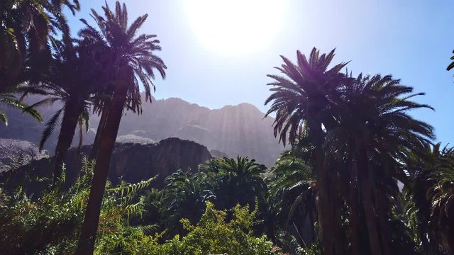 Shot of Tall Majestic Palm Trees Against Clear Blue Skies on a Sunny Day