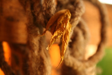 dried yellow cannabis leaves