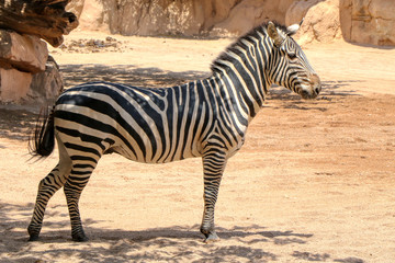 Fototapeta na wymiar Portrait of a zebra in a zoo