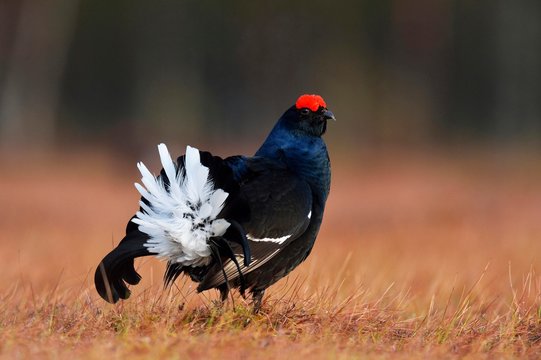 Black Grouse (Lyrurus tetrix), courting male, Hedmark, Norway, Europe