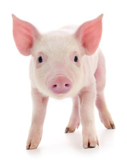 Pig on white.