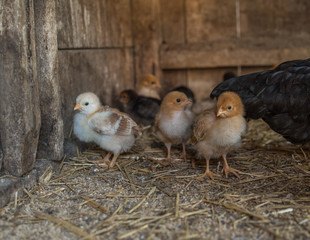 small chicken in a hen house