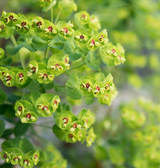 detail of green buds