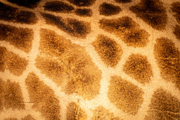 Giraffe Pattern