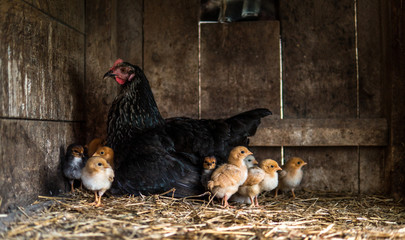 hen with small chicken