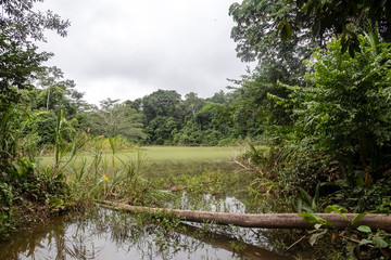 Green lake in the middle of Bolivian rainforest, Madidi national park in the Amazon river basin in Bolivia