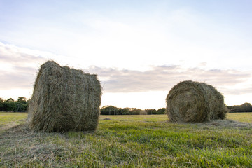 round haystacks of pressed hay on a green field