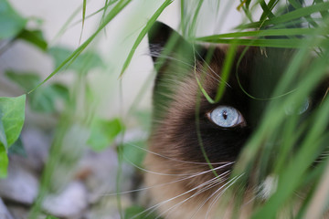 Ragdoll Kater 