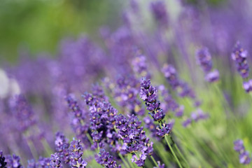 Lavendel
