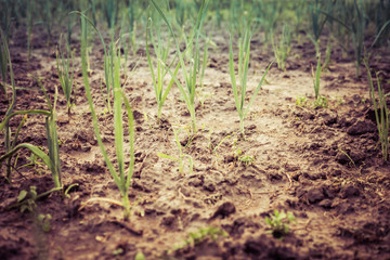 Fototapeta na wymiar onion in the field
