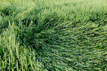 ears of wheat broken by the wind