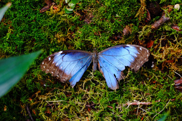 Macro detail of blue beautiful butterfly perched on moss