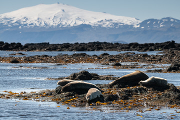 Seals lying on the shore among seaweed with scenic snowy Snaefellsjokull mountain peak on the background