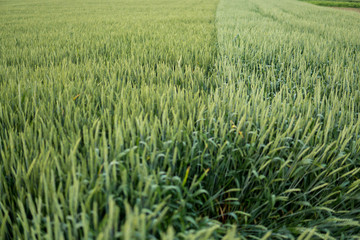 green wheat field