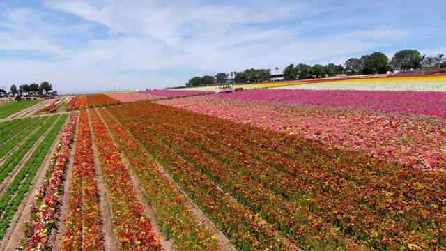 Aerial view of Carlsbad Flower Fields. tourist can enjoy hillsides of colorful Giant Ranunculus flowers during the annual bloom that runs March through mid May. Carlsbad, California, USA.