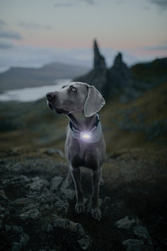 dog on top of a mountain