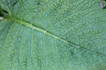 green leaf texture of the plant