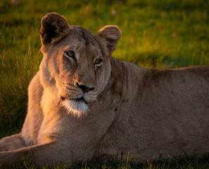 lioness