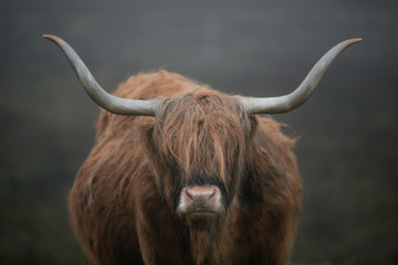 Portrait of a highland cow 