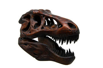 Fototapeta premium tyrannosaurus rex czaszka z otwartymi ustami