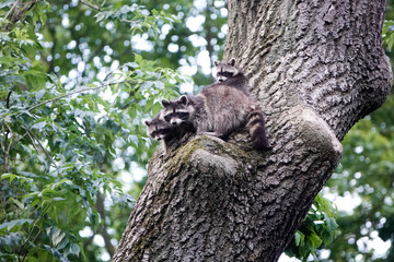 Mutter Waschbär mit Jungen