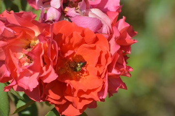 Thomasville rose garden 0282