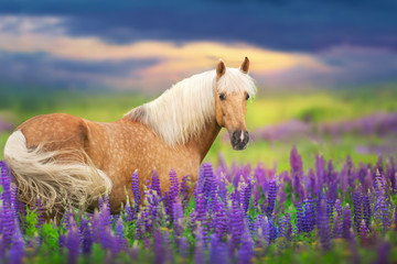 Palomino horse with long mane in lupine flowers at sunset - obrazy, fototapety, plakaty