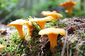 Cantharellus cibarius chanterelle, golden chanterelle, girolle - edible mushroom. Fungus in the natural environment.