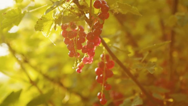 Slow motion shot of redcurrant hanging on branch with beautiful sun flare