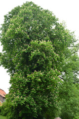 Fototapeta premium Wienhausen small town Germany park tree flower