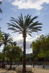 Pomeranians and palm trees in a park in the spanish town Cordoba in Andalucia