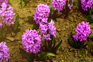 Fototapeta premium Hyacinth. Beautiful colorful purple pink hyacinth flowers in the park.
