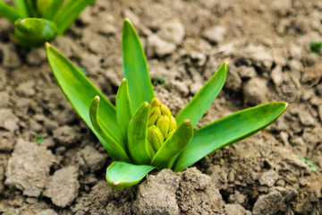 Young hyacinth flower close up, backlight, soft focus.