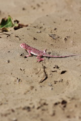 Phrynocephalus versicolor or variegated toad head agama lizard. Taklamakan Desert-Xinjiang-China-0071