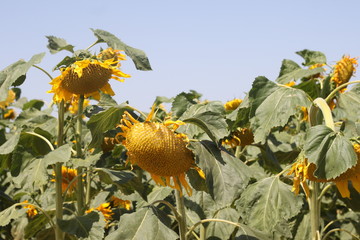 Słonecznik kwiat kwitnący żółty