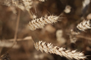 Zboże kłosy złote  © Seance_Photo_Sylwia