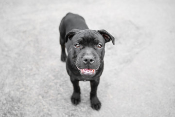 top view on happy and smiling puppy english staffordshire bull terrier outdoors